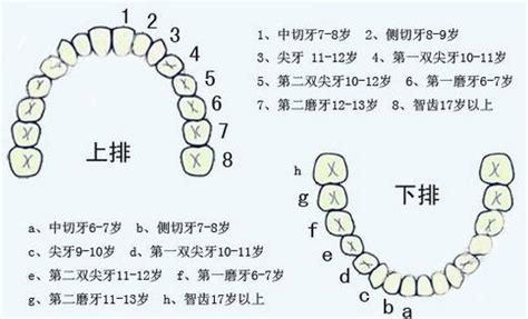 牙齒多少顆|我們有幾顆牙？